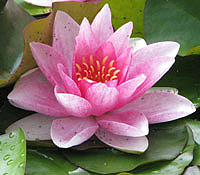 Seerose